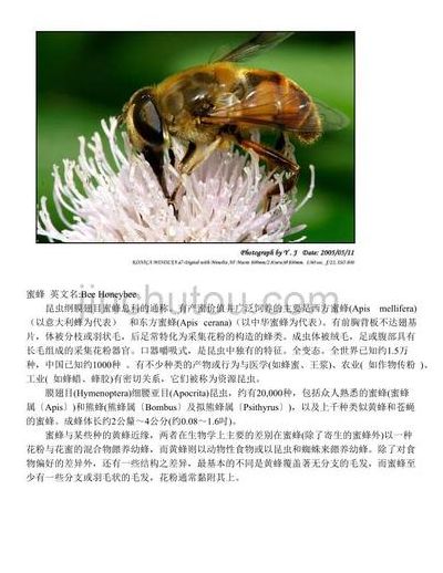 关于蜜蜂的知识（有哪些关于蜜蜂的知识）