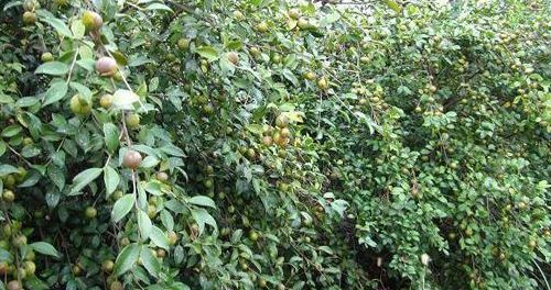 油茶树种植（油茶树种植技术及管理须知）