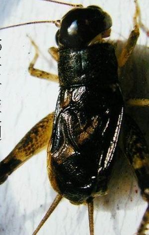 蟋蟀虫王图片（百年罕见的蟋蟀虫王）