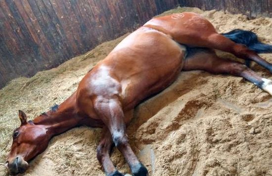 马是怎么睡觉的（马是咋样睡觉的）