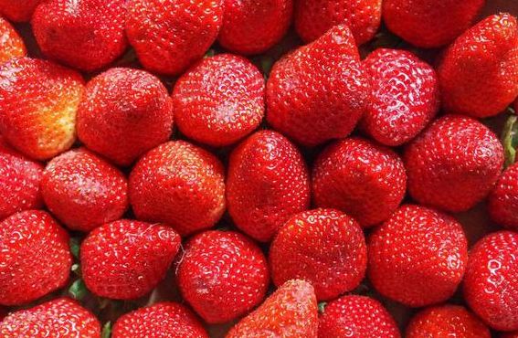 草莓草莓百科（草莓的百度百科）