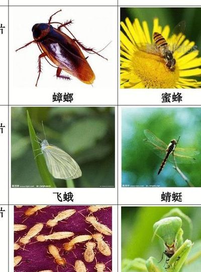 常见昆虫图片跟名字大全（100种常见昆虫）
