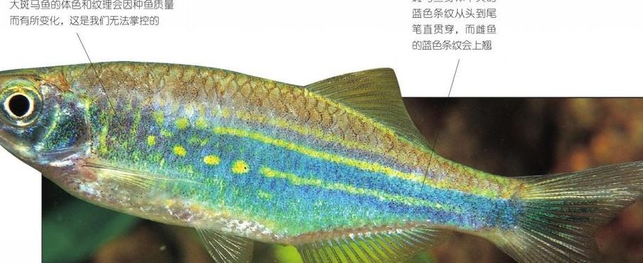 荧光斑马鱼（荧光斑马鱼繁殖的特征）