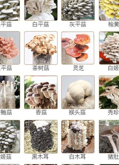 各种菌类菇图片及名称（常见菌菇的种类）