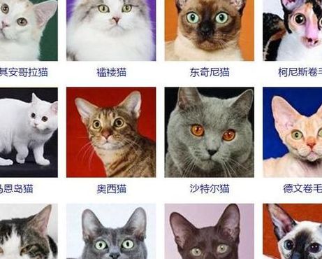 猫的种类图片及名称（猫的种类图片及名称真实）