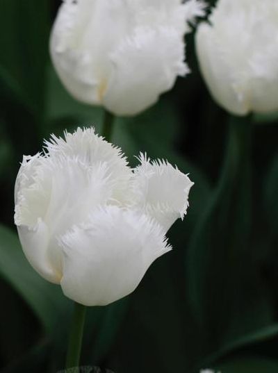 白色郁金香（白色郁金香的花语和象征意义）