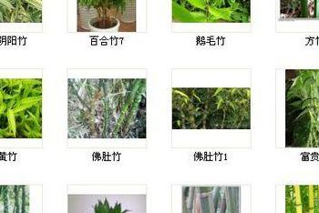 竹子的种类和名称大全（竹子的种类和名称图片大全）
