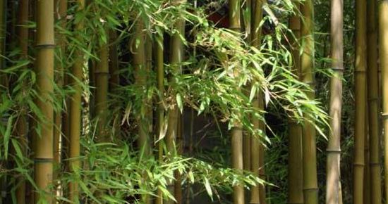 竹子的种类和名称大全（竹子的种类和名称图片大全）