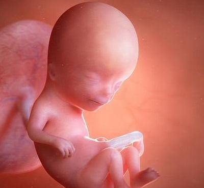 怀孕三个半月胎儿图（孕三个半月胎儿发育图）