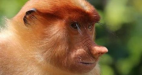 红鼻子是什么动物（红鼻子是什么动物图片）