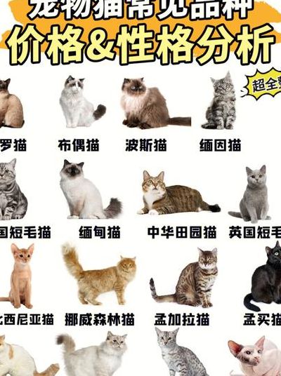 猫的品种和价格（宠物猫有哪些品种）