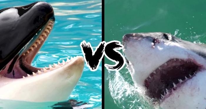 虎鲸和大白鲨谁厉害（虎鲸和大白鲨谁厉害?）